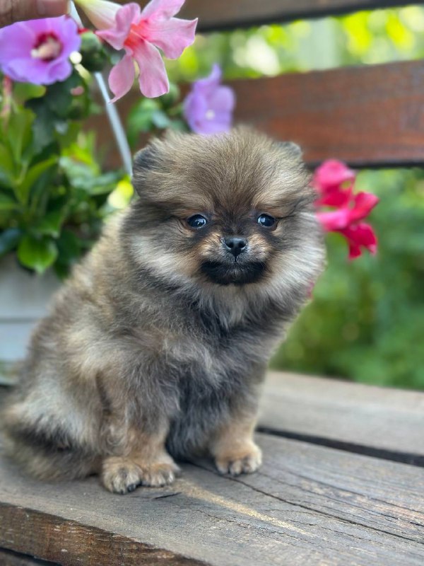 Maybach Pomeranian