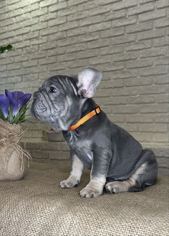 Mayra Big Rope French Bulldog