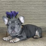 Mayra-female-Big-Rope-Frenchie-puppy-for-sale-3