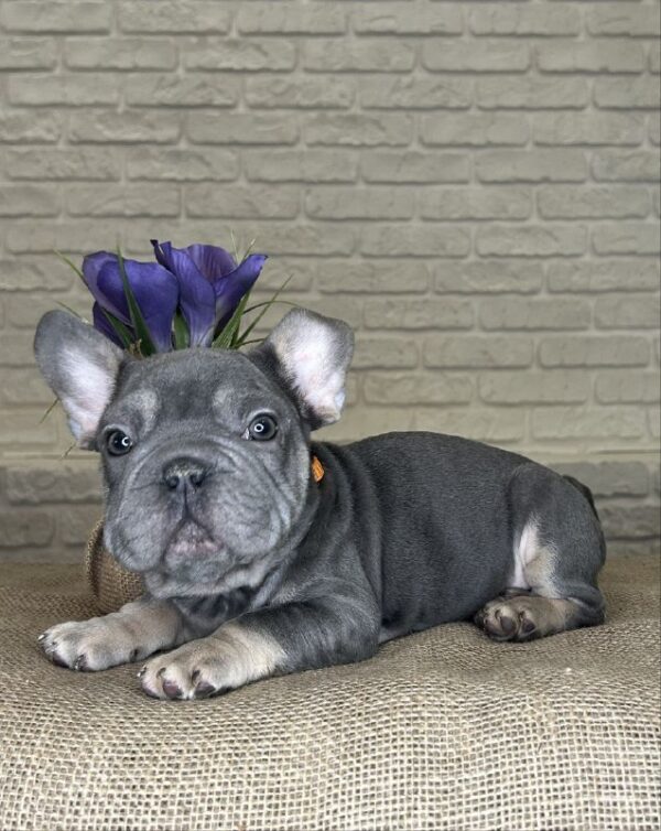 Mayra Big Rope French Bulldog