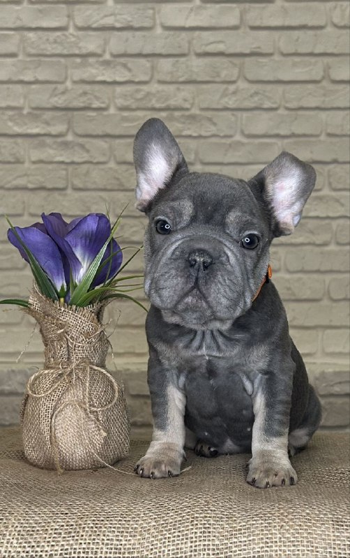 Mayra Big Rope French Bulldog