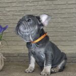 Mika Big Rope French Bulldog