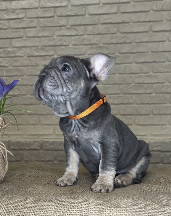 Mayra Big Rope French Bulldog