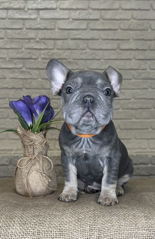 Mayra Big Rope French Bulldog
