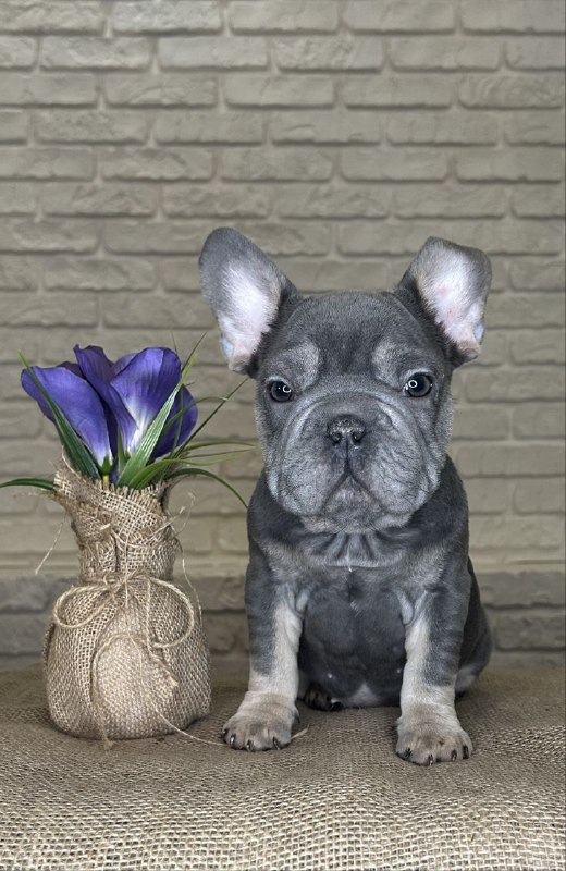 Mayra Big Rope French Bulldog