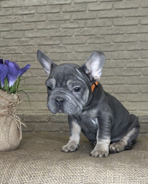 Mayra Big Rope French Bulldog