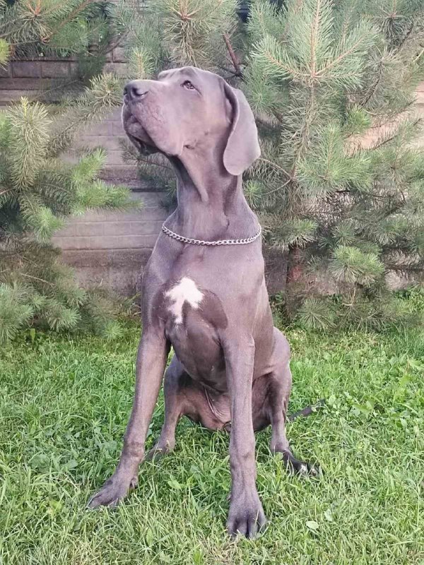 Mayra Great Dane