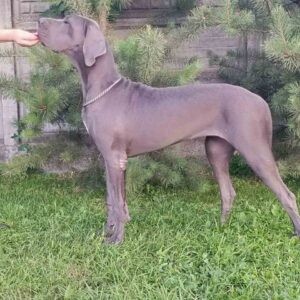 Mayra Great Dane