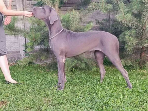 Mayra Great Dane