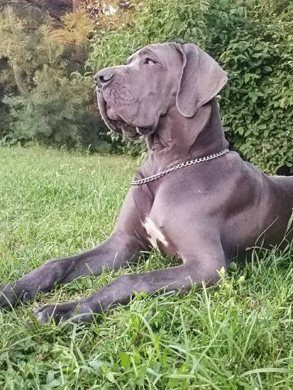 Mayra Great Dane