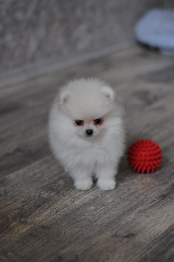 Mays Pomeranian
