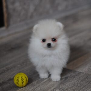 Mays Pomeranian
