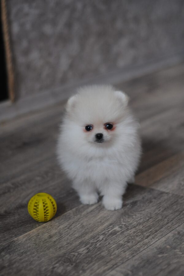 Mays Pomeranian