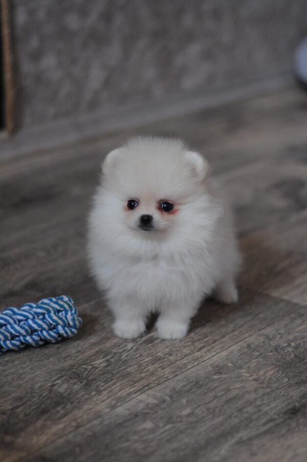 Mays Pomeranian