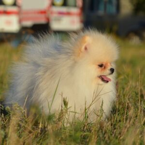 Mechta Pomeranian