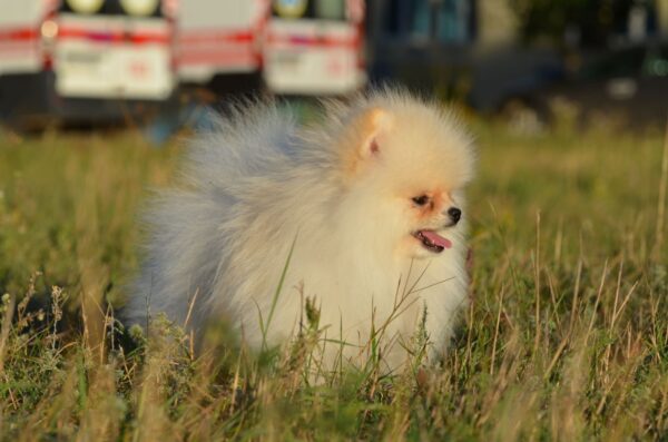Mechta Pomeranian