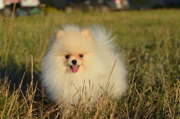 Mechta Pomeranian