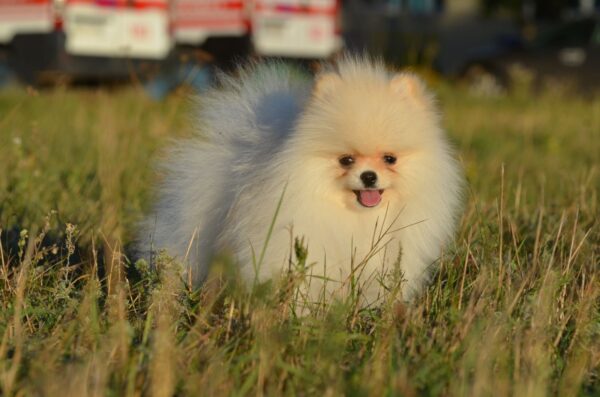 Mechta Pomeranian