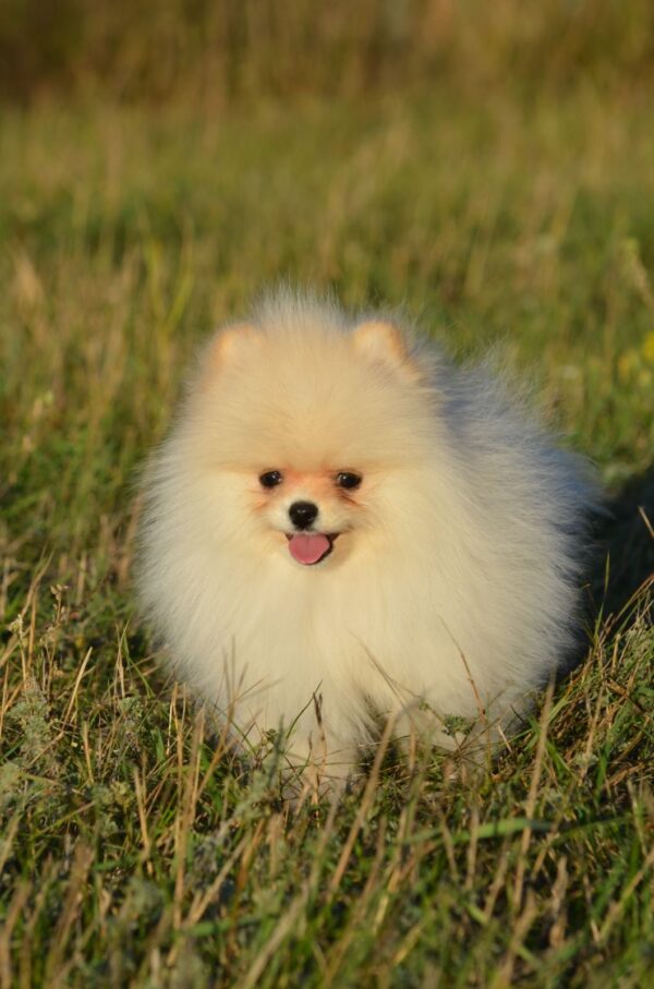 Mechta Pomeranian