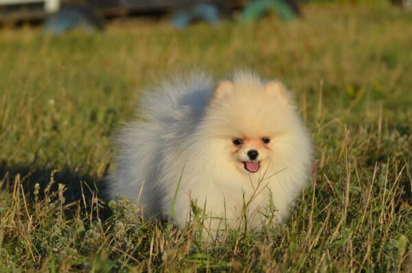 Mechta Pomeranian