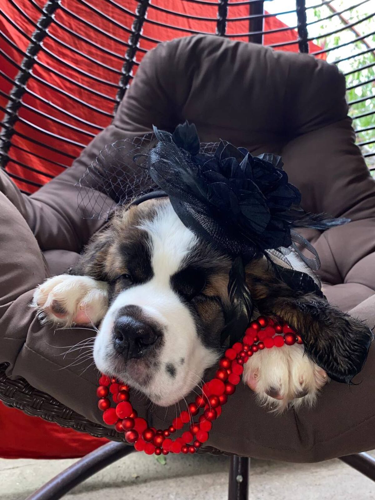 Saint Bernard Dogs and Puppies for sale