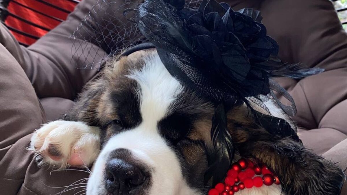 Saint Bernard Dogs and Puppies for sale