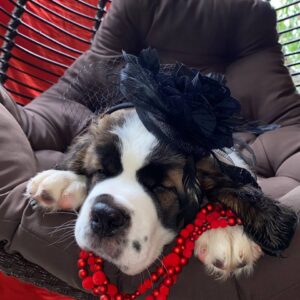 Medea Saint Bernard