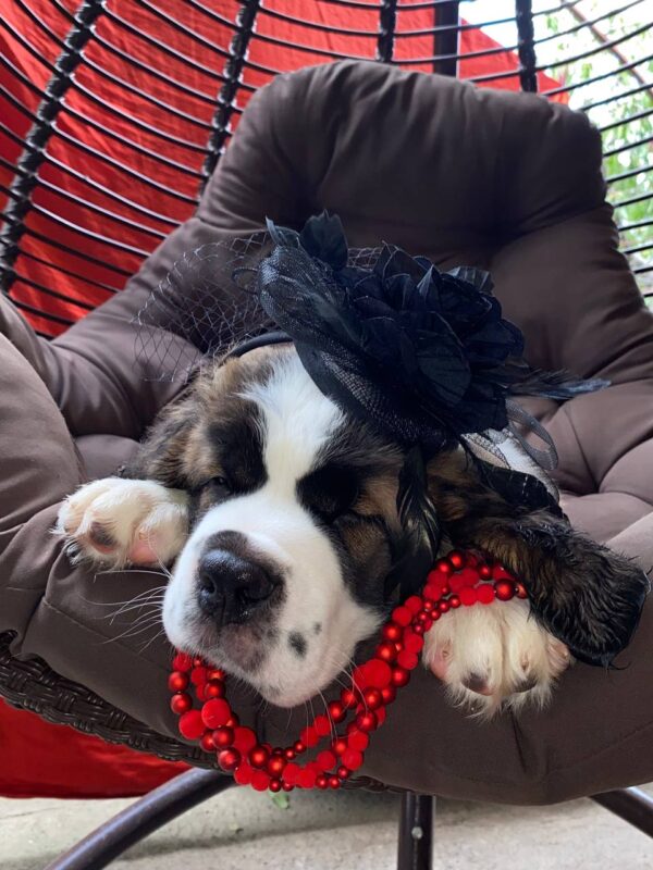 Medea Saint Bernard