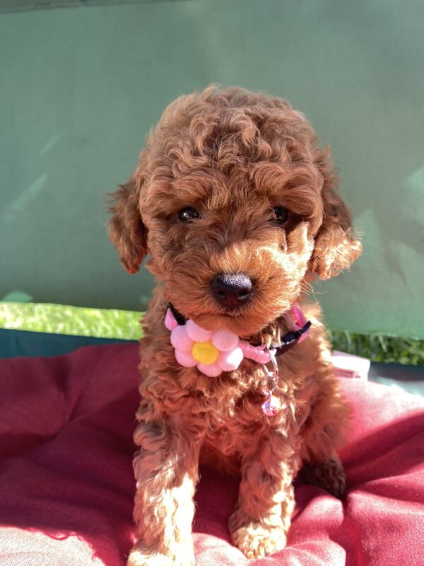 Medea Toy Poodle