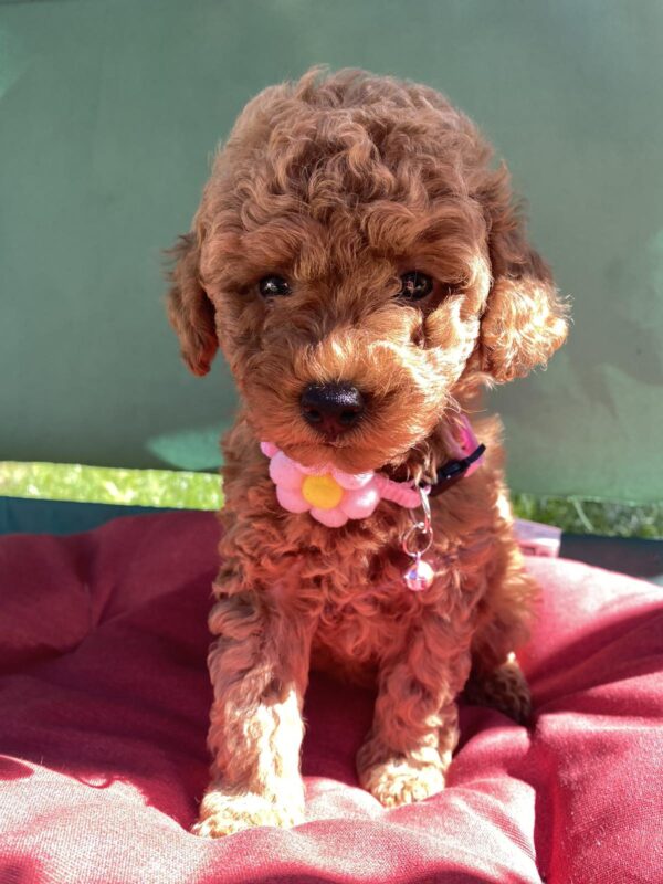 Medea Toy Poodle