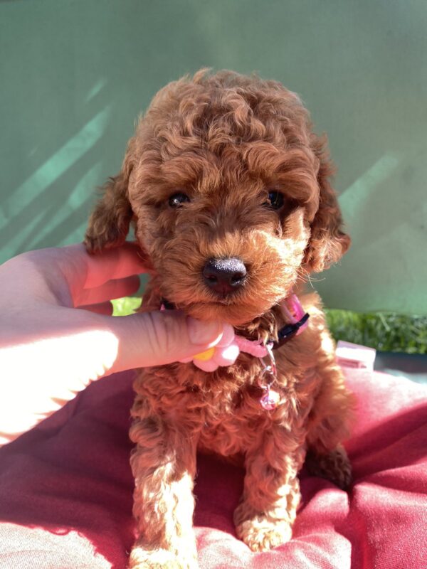Medea Toy Poodle