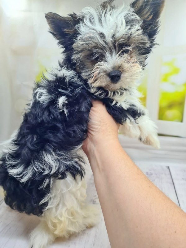 Meggi Biewer Yorkshire Terrier