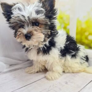 Meggi Biewer Yorkshire Terrier