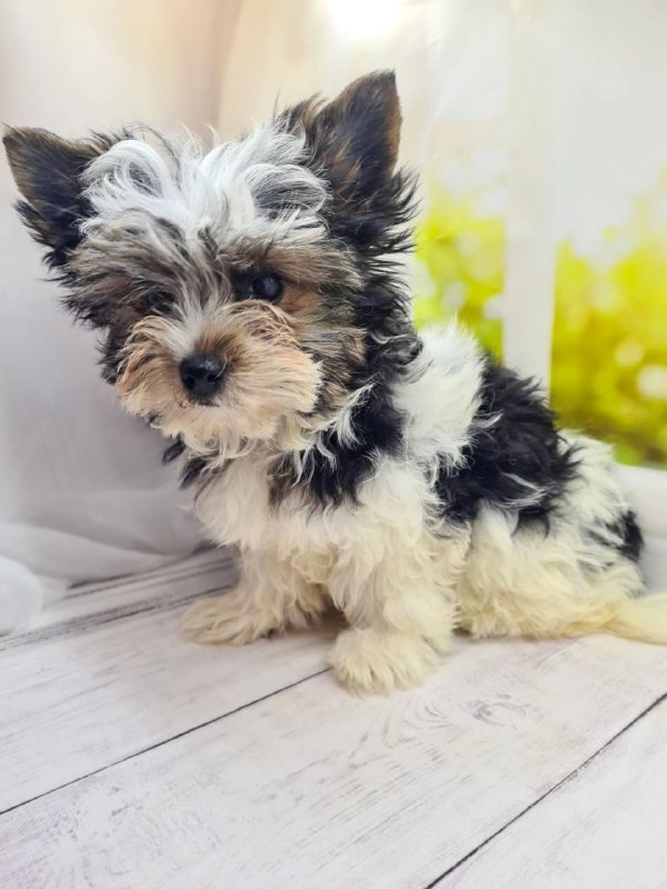 Meggi Biewer Yorkshire Terrier