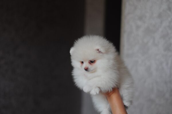 Meggi Pomeranian
