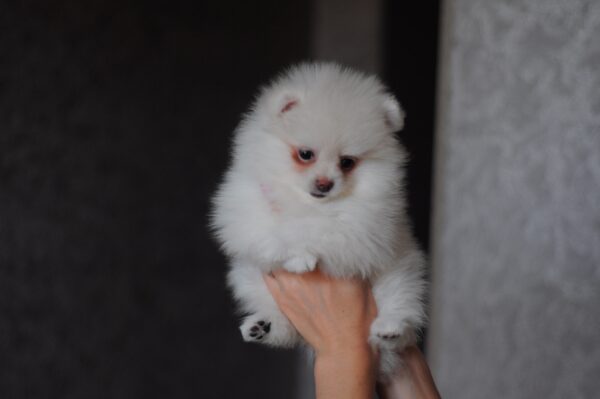 Meggi Pomeranian