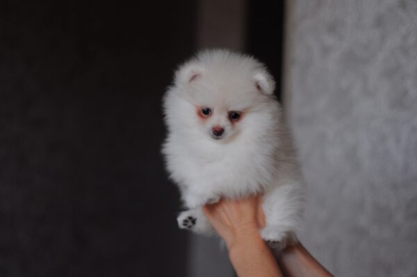 Meggi Pomeranian