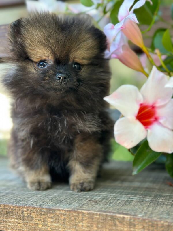 Melvin Pomeranian