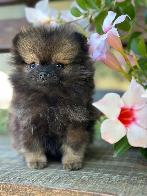 Melvin Pomeranian