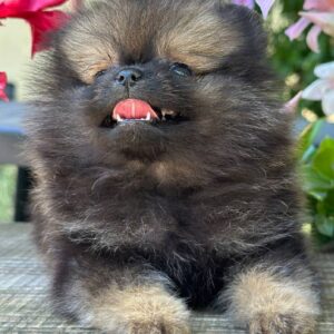Melvin Pomeranian