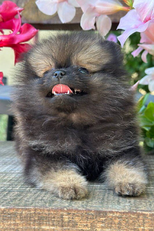 Melvin Pomeranian