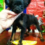 Nefertiti Russian Toy Terrier