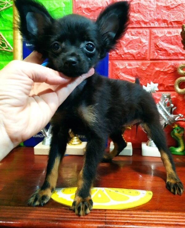 Merci Russian Toy Terrier