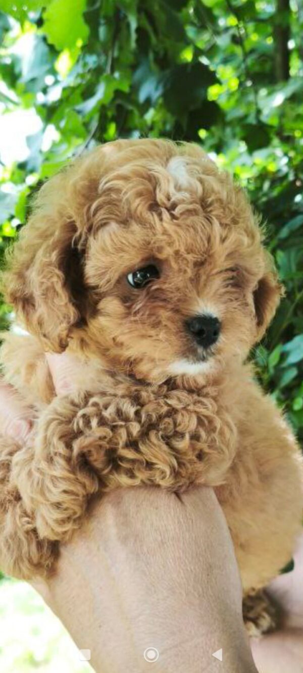 Merlin Maltipoo