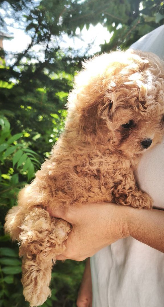 Merlin Maltipoo