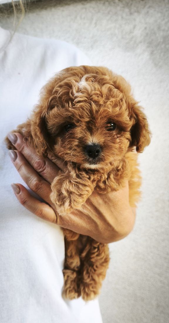 Merlin Maltipoo
