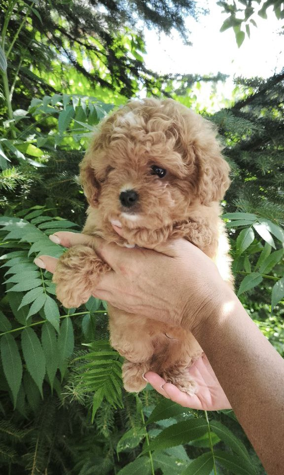 Merlin Maltipoo
