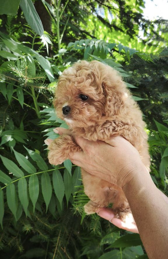 Merlin Maltipoo