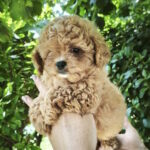 Krosh Maltipoo