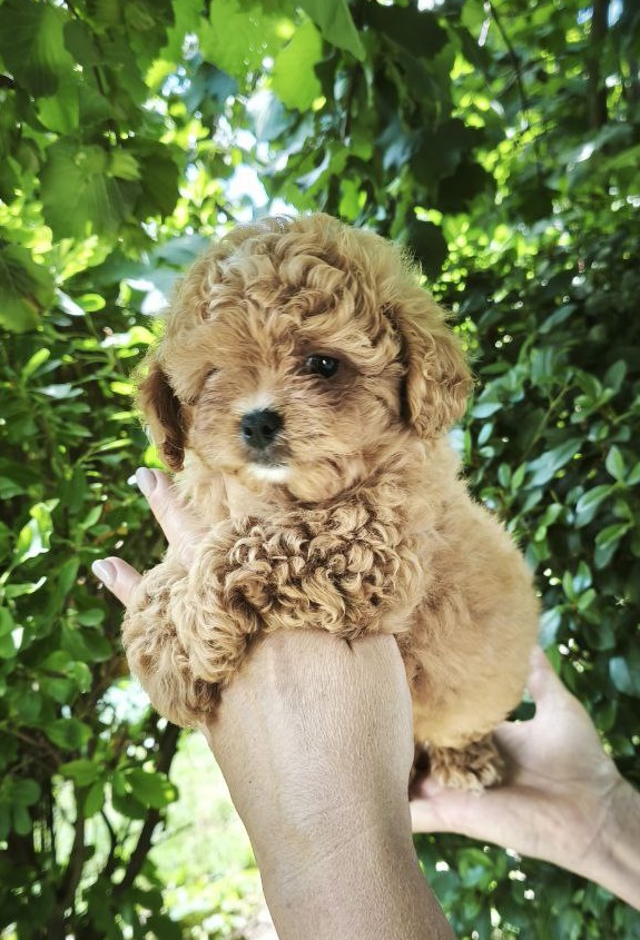 Merlin Maltipoo